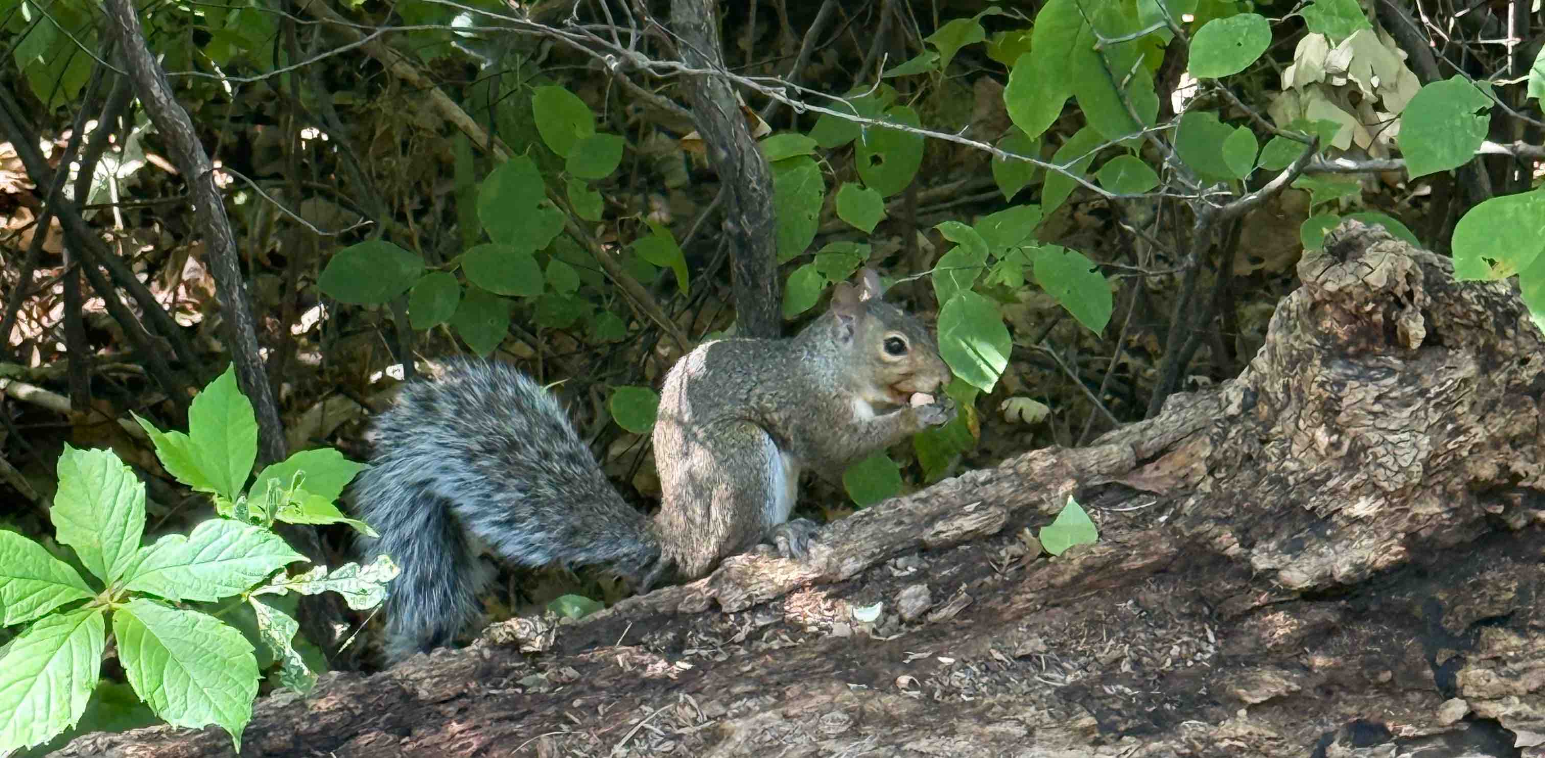 challenge background