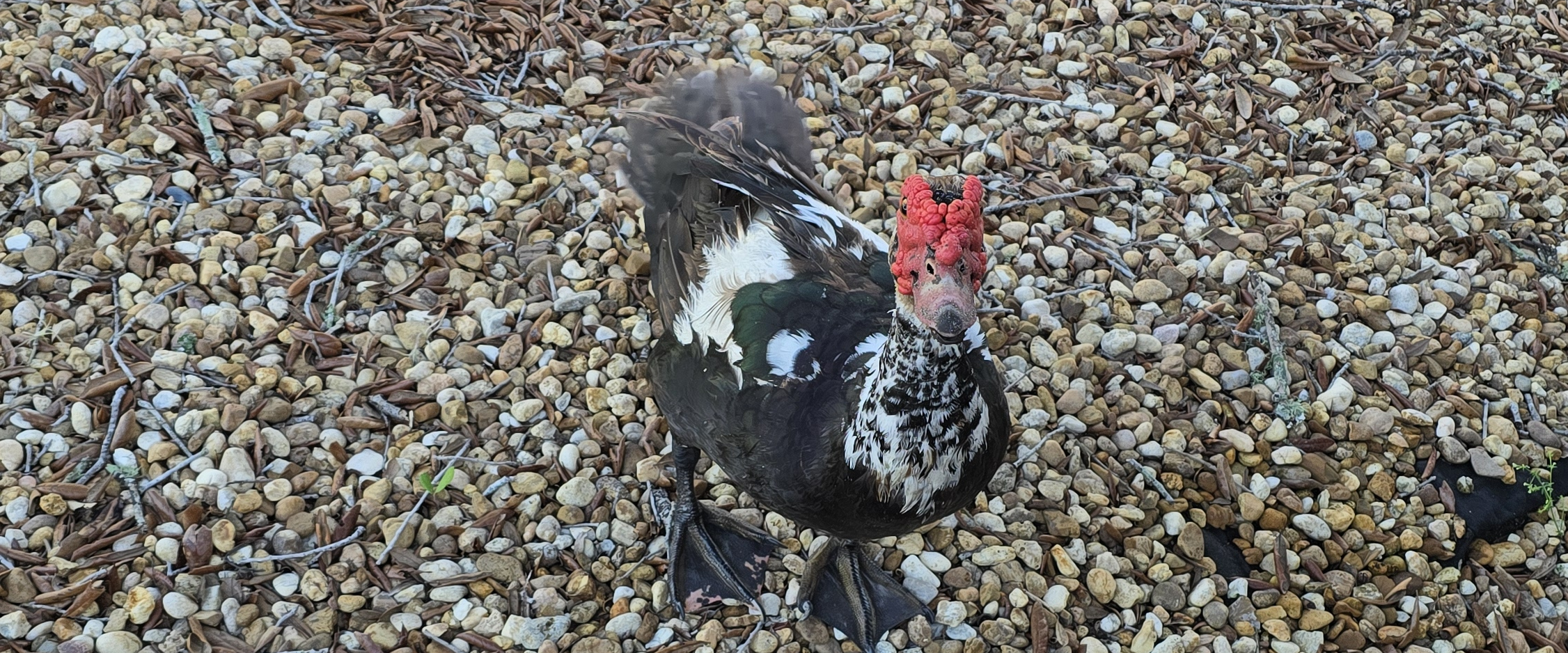 challenge background