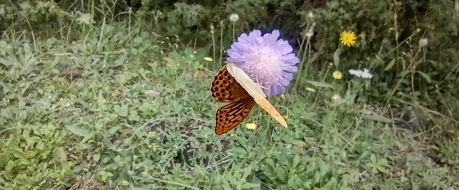 challenge background