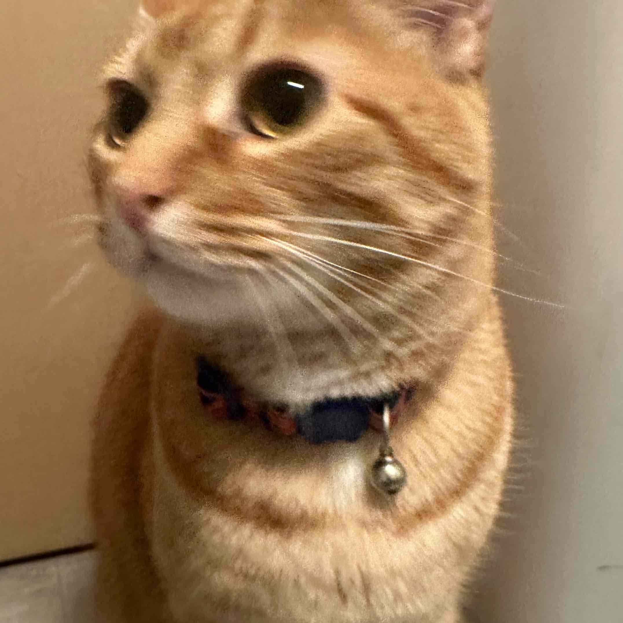 Wh27 walking club logo