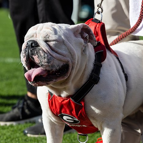 psGO GET THOSE STEPS! logo