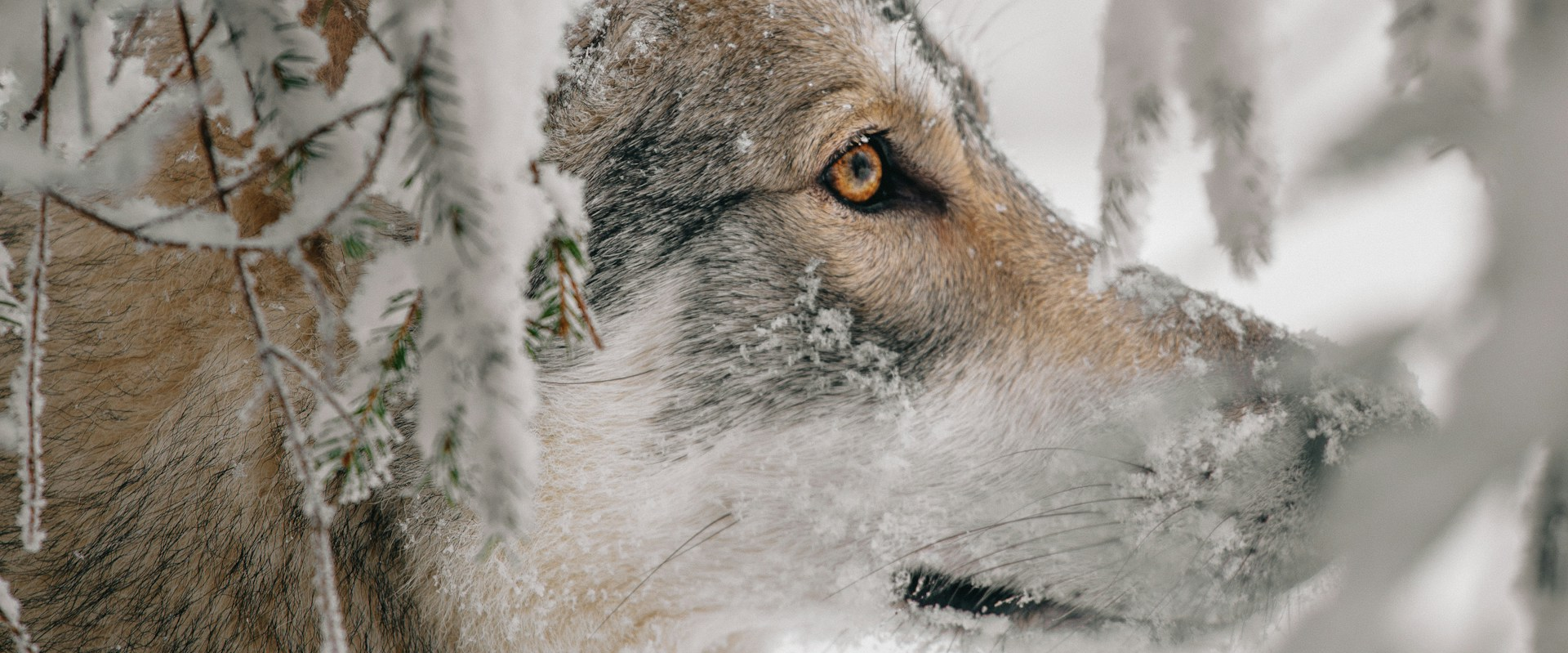 challenge background