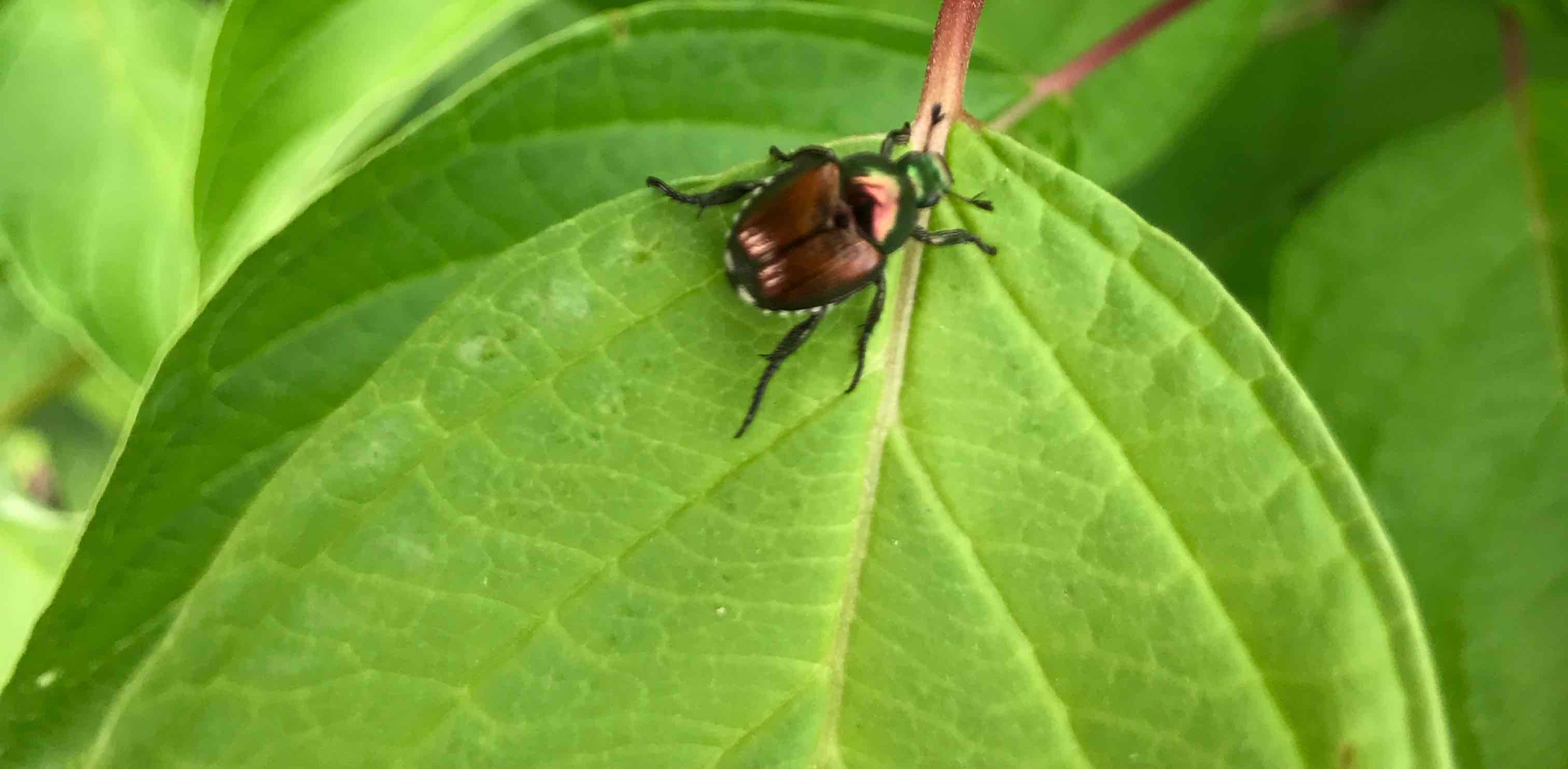 challenge background