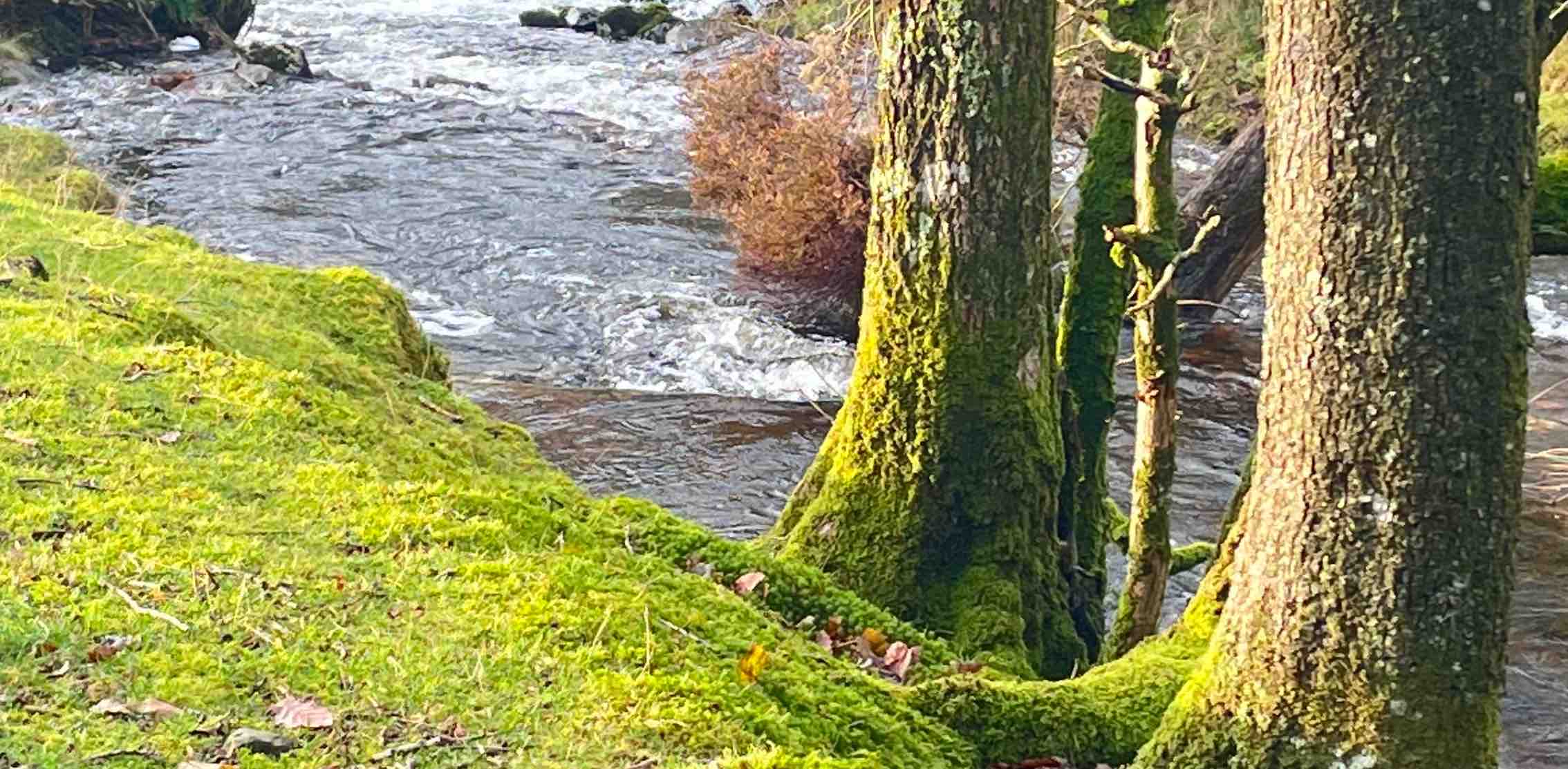 January Most Steps Challenge logo