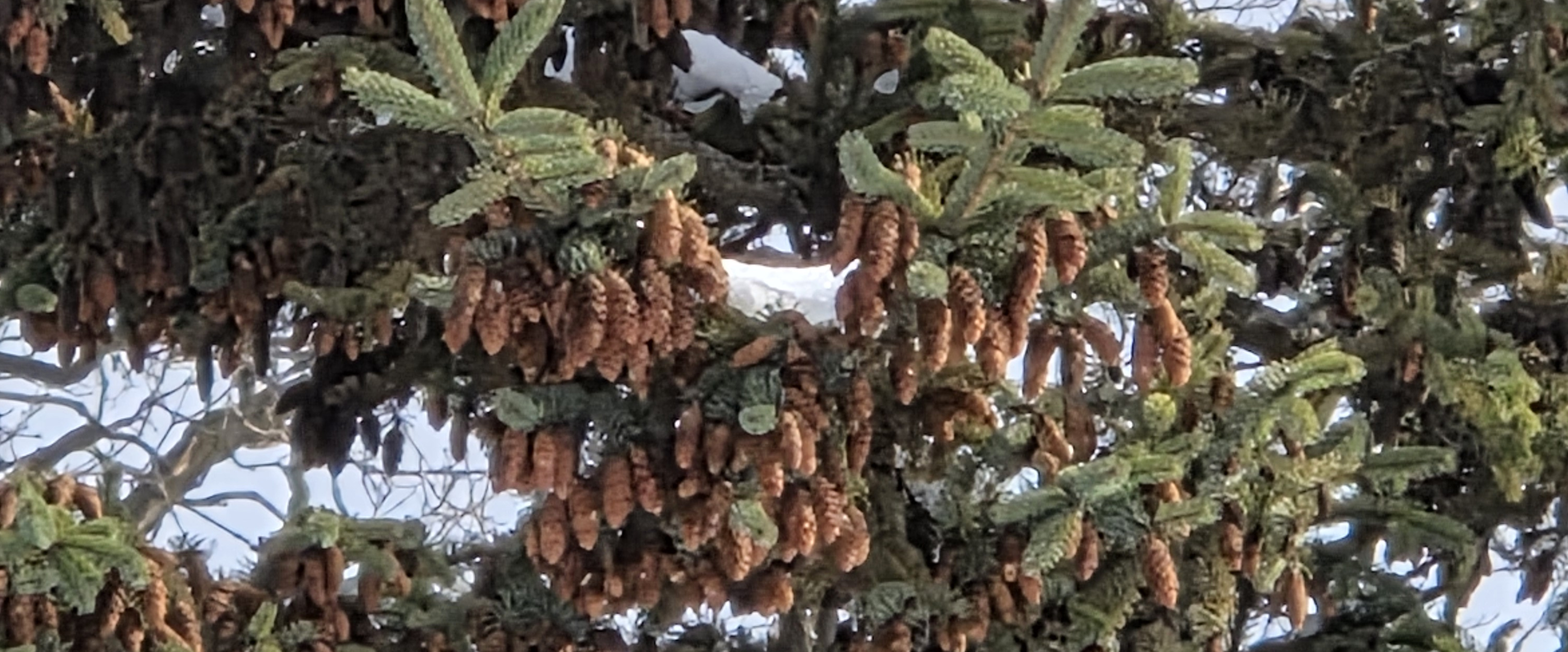 challenge background