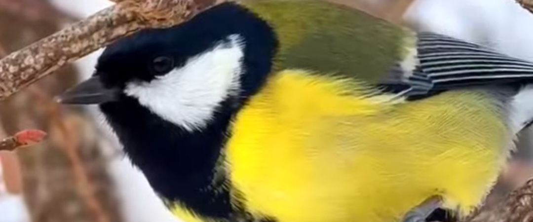 challenge background