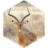 Daily 4000 steps Challenge icon