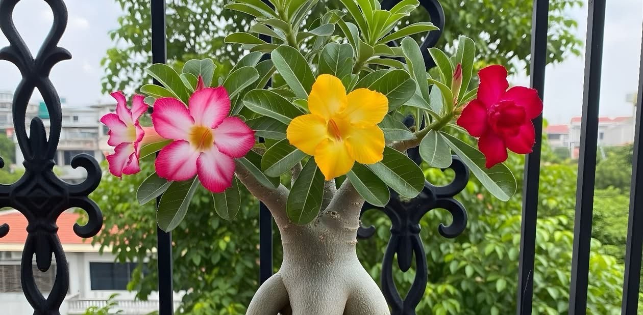 challenge background