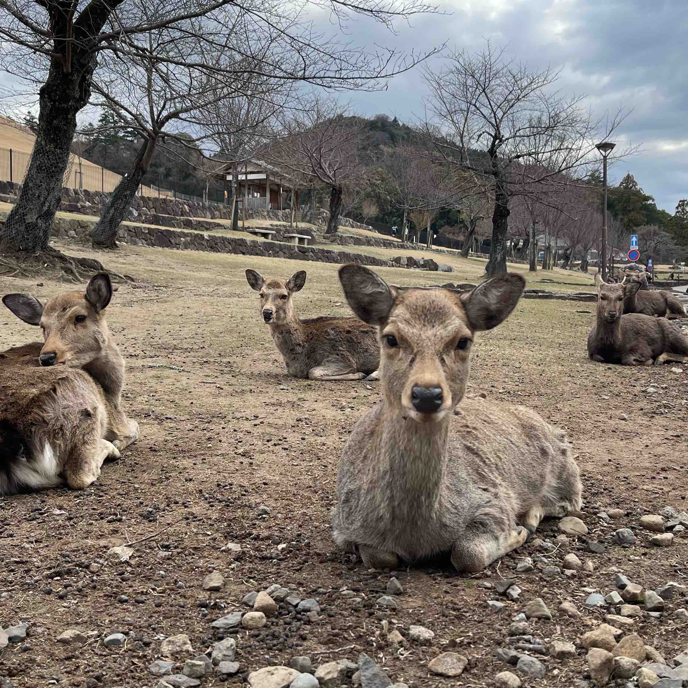 115年玉里醫院減脂班運動 logo