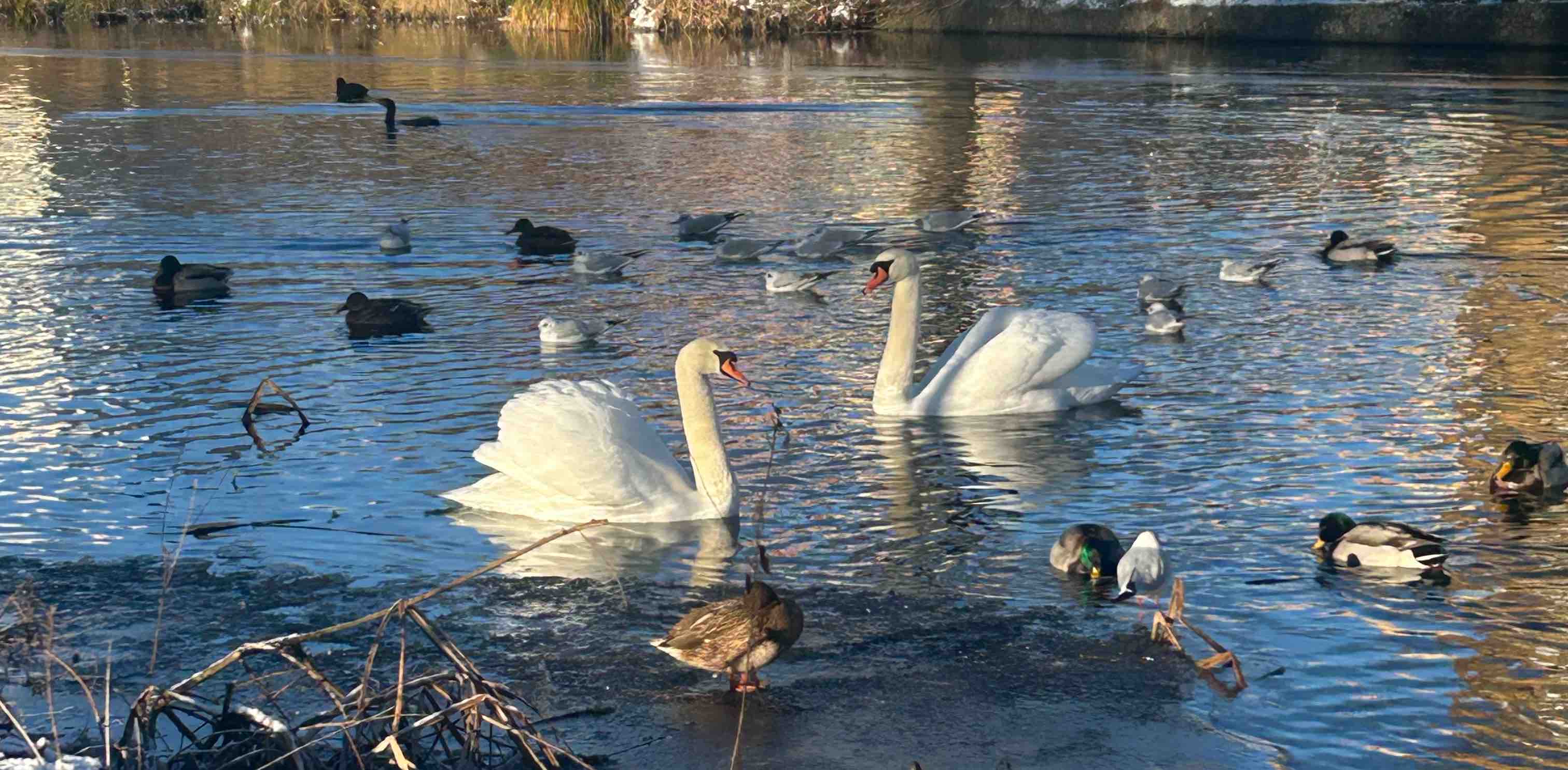 challenge background