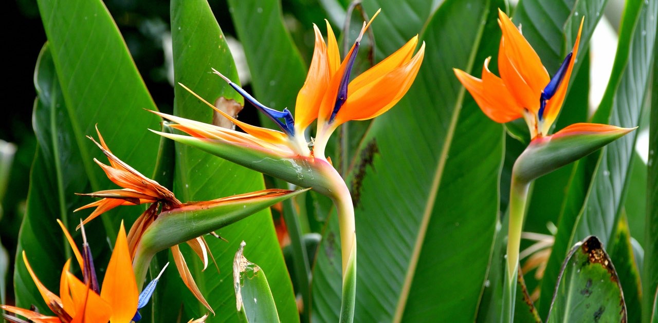 challenge background