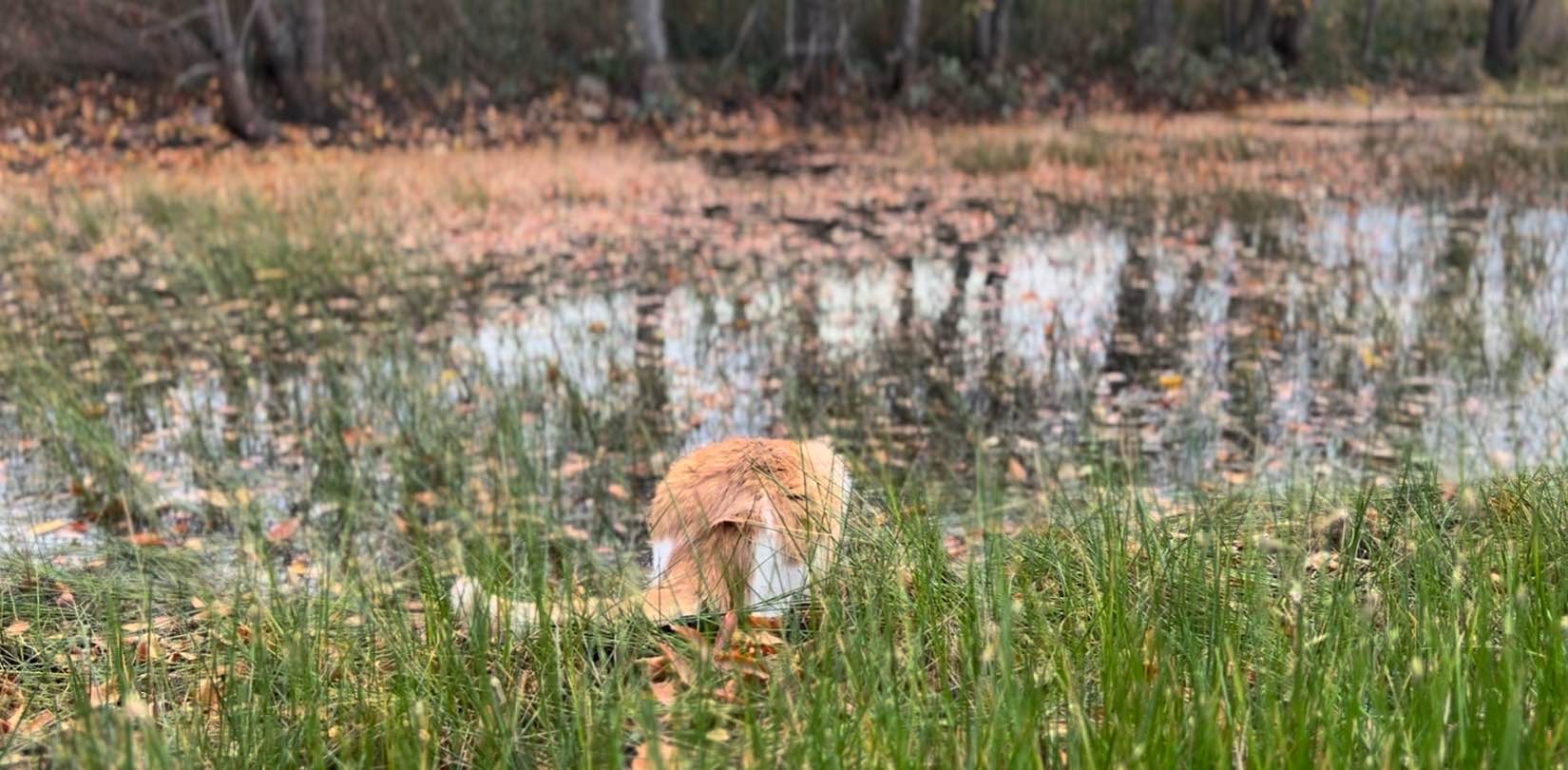 challenge background