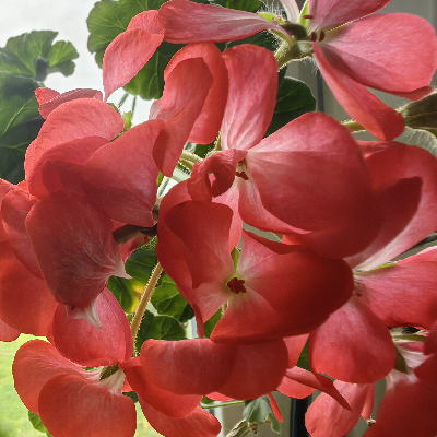 45 дней до Весны 🌷☀️☃️ icon