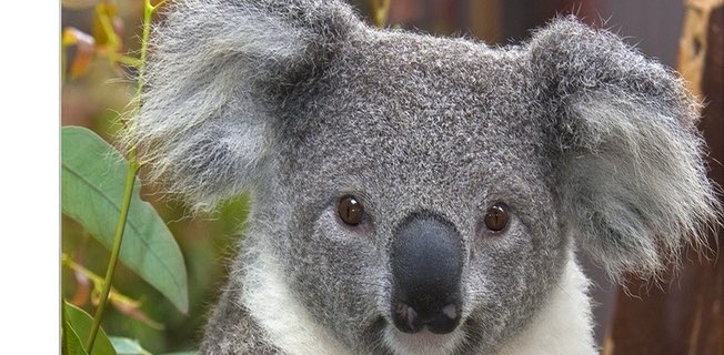 challenge background