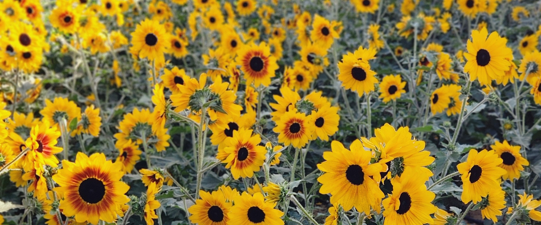 challenge background