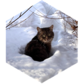 ❄️Февраль❄️15000 задание по шагам❄️ icon
