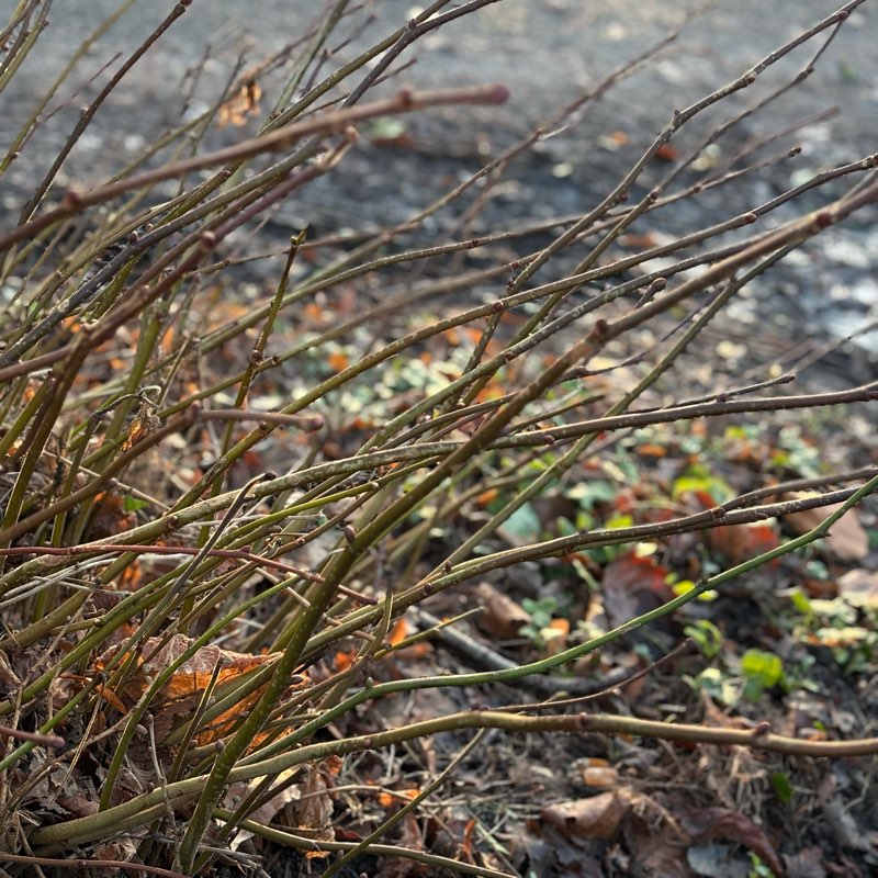 Dedicated divas 💅 logo