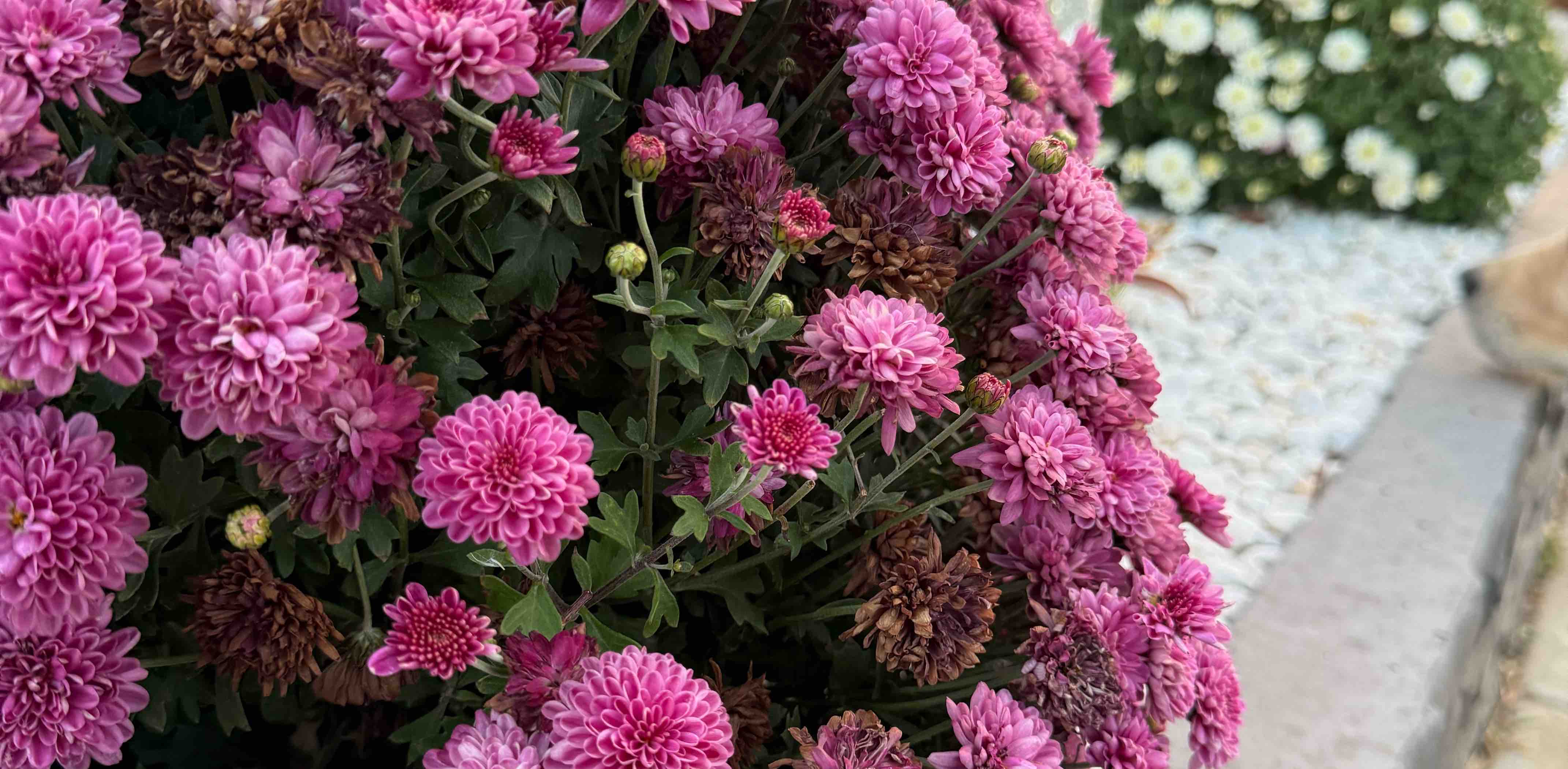 challenge background