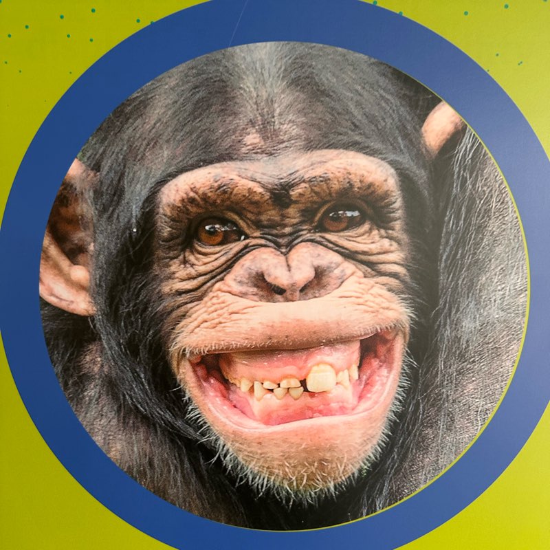 شلة السح logo