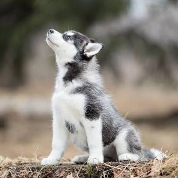 LET’s GET FIT! logo