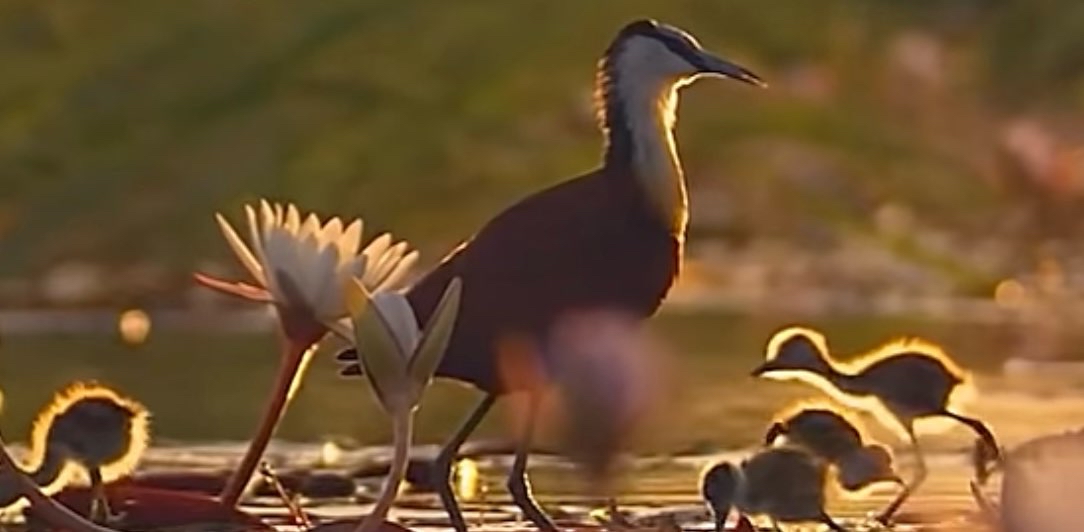 challenge background