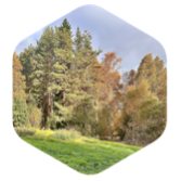 challenge badge