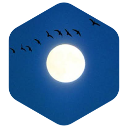 challenge badge