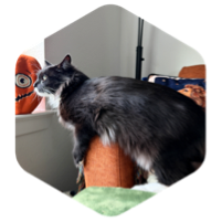 challenge badge