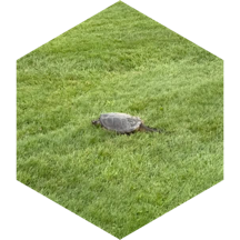 challenge badge