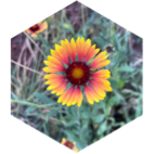 challenge badge
