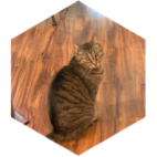 Group 40M steps Challenge icon