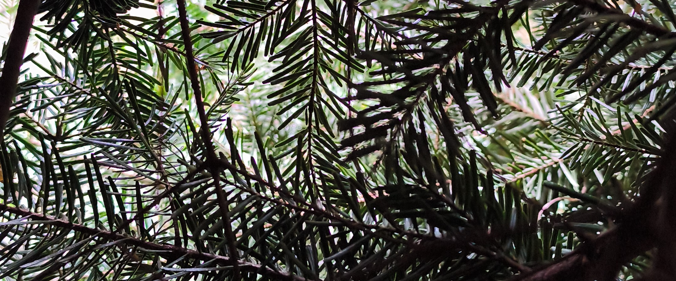 challenge background