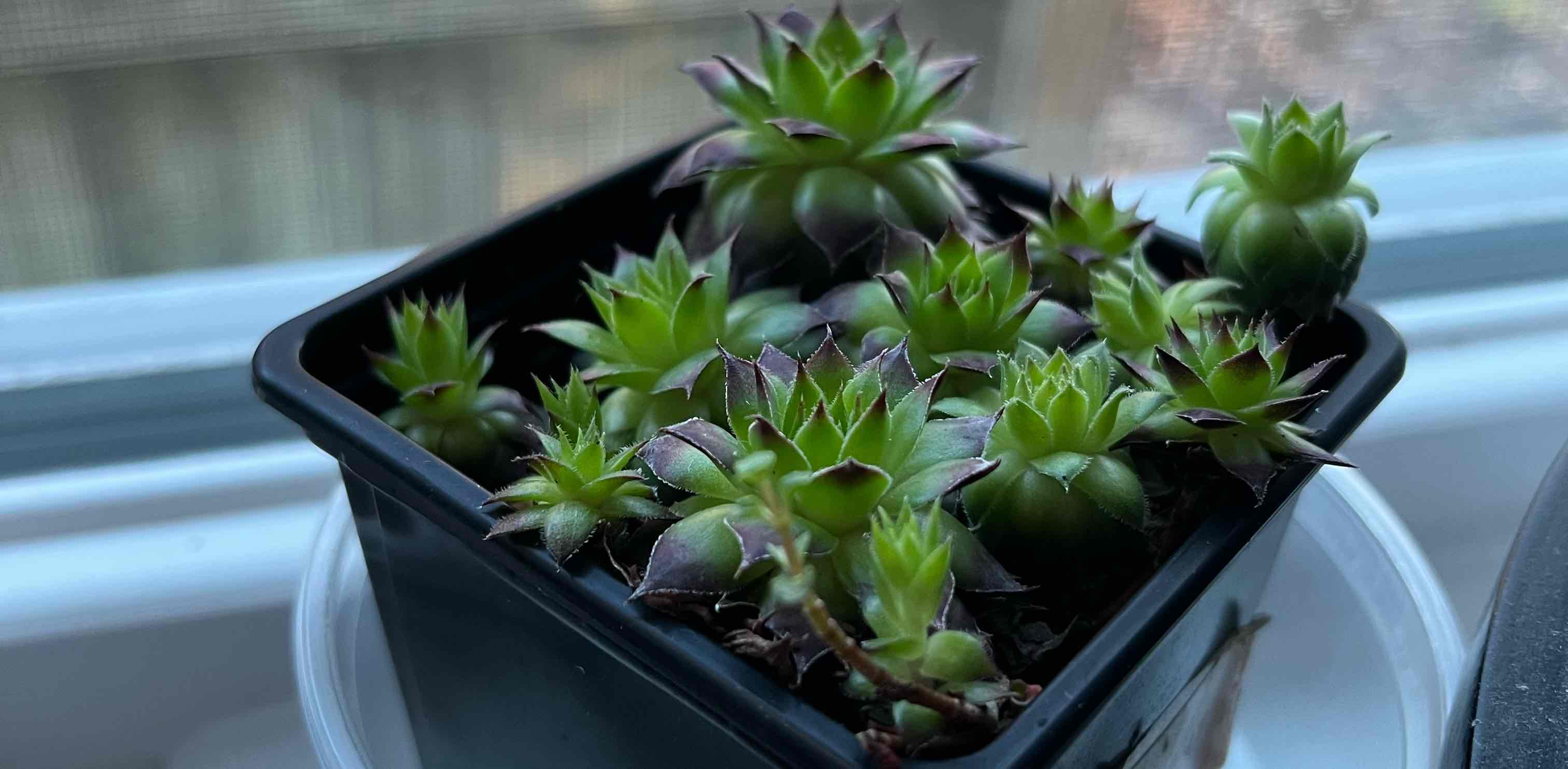 challenge background