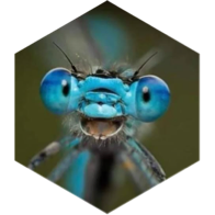 π§π»ββοΈ LIBELLULE π§πΏ icon