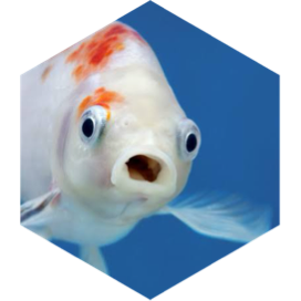 🐠 POISSONS 🐠🐟11000🐟🐠 icon