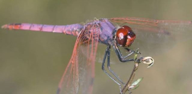 π§π»ββοΈ LIBELLULE π§πΏ logo