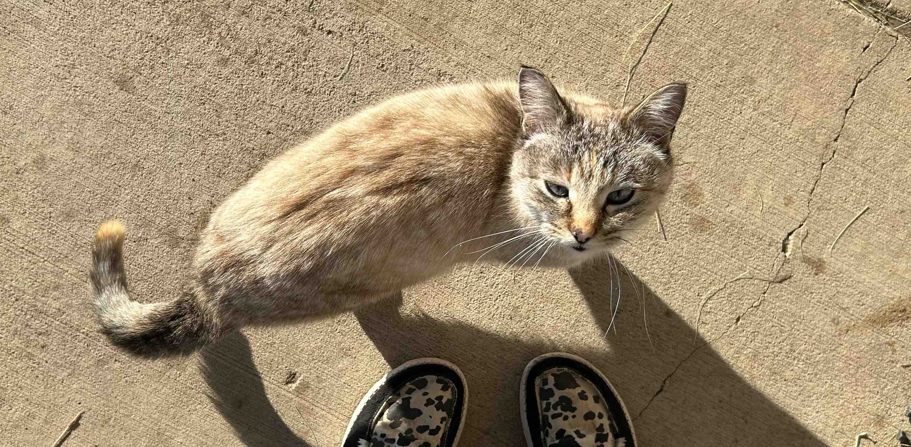 challenge background