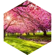 Spring Half Marathon GPS Race icon