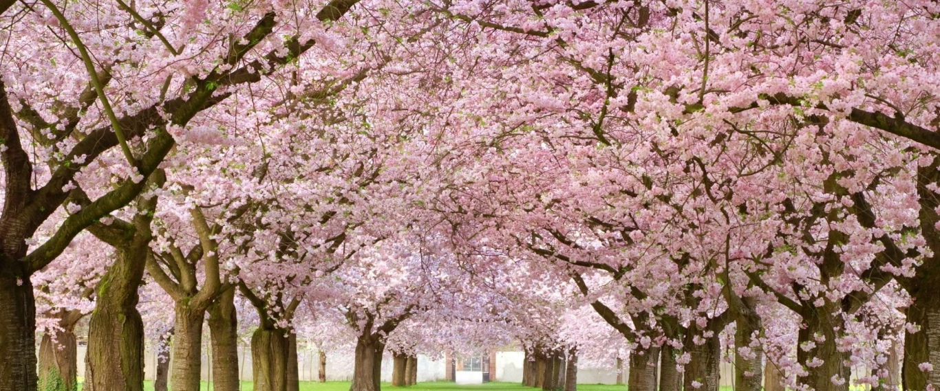 challenge background