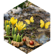 challenge badge