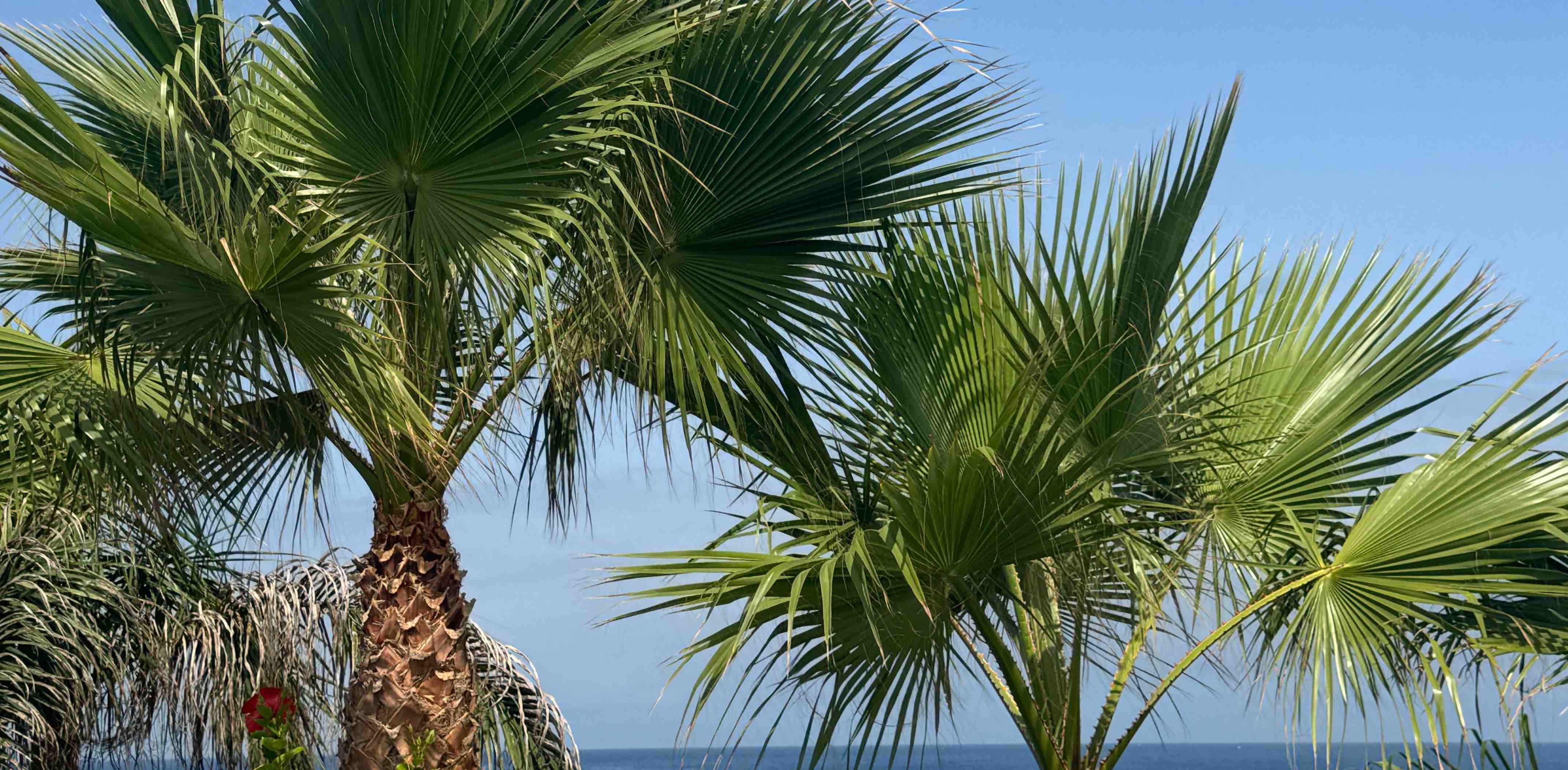 challenge background