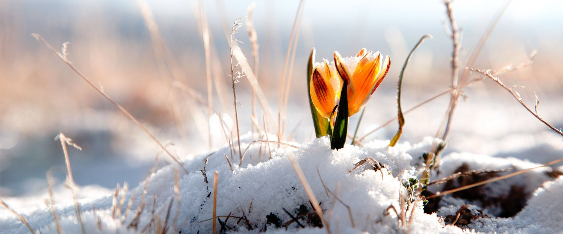 challenge background