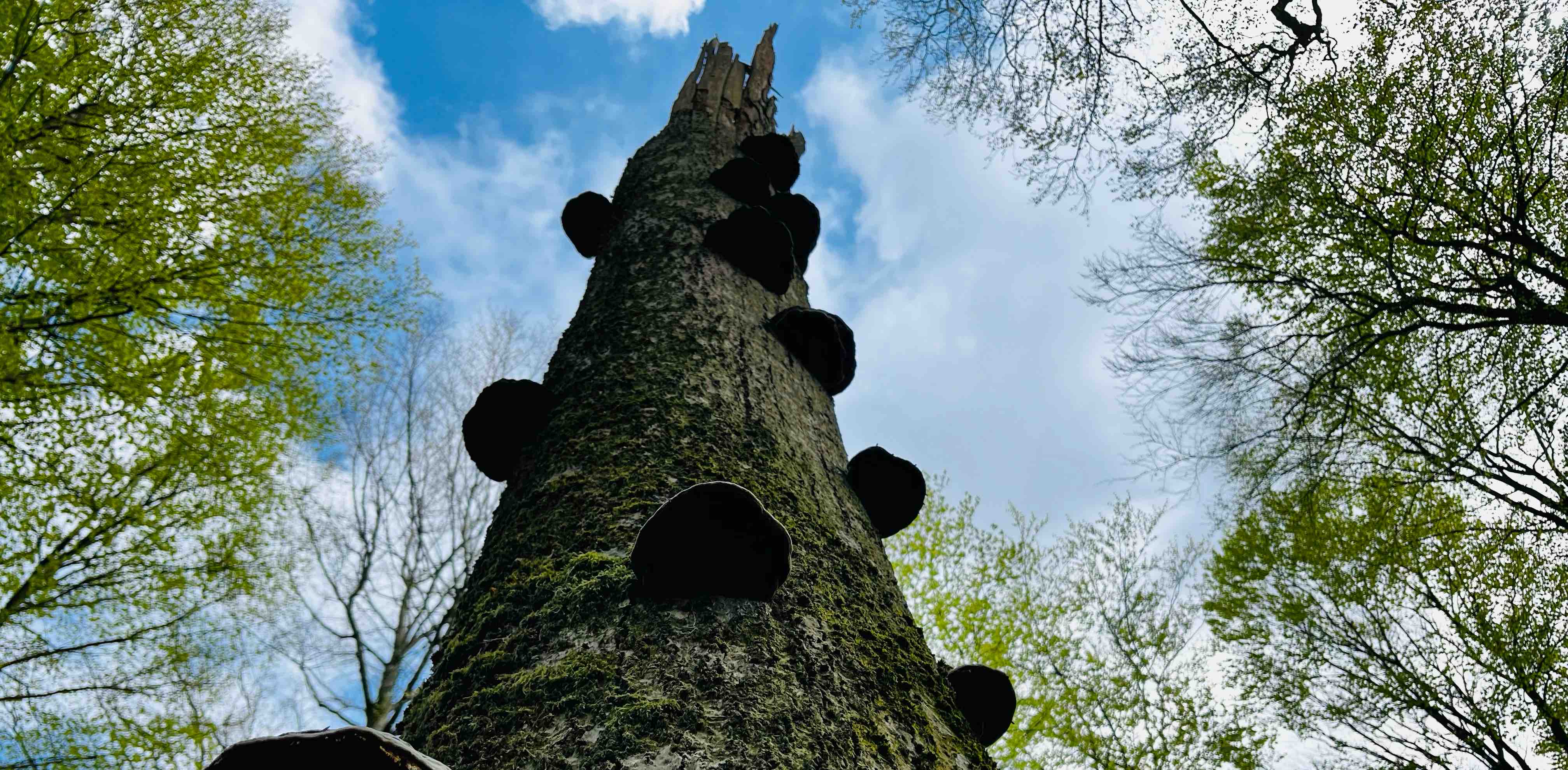 challenge background