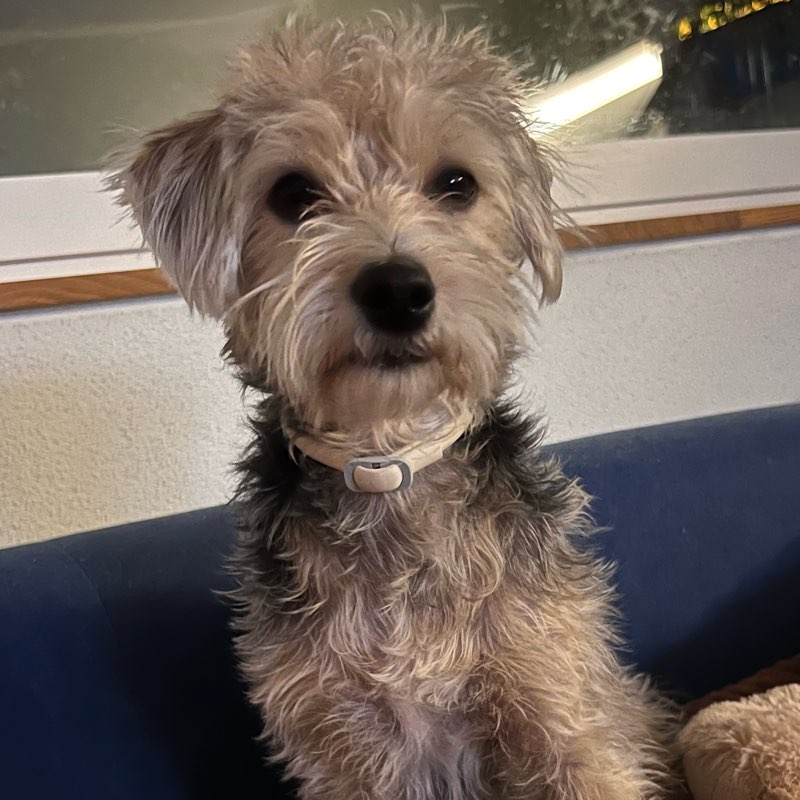 Auf den Hund 🐕 gekommen! logo