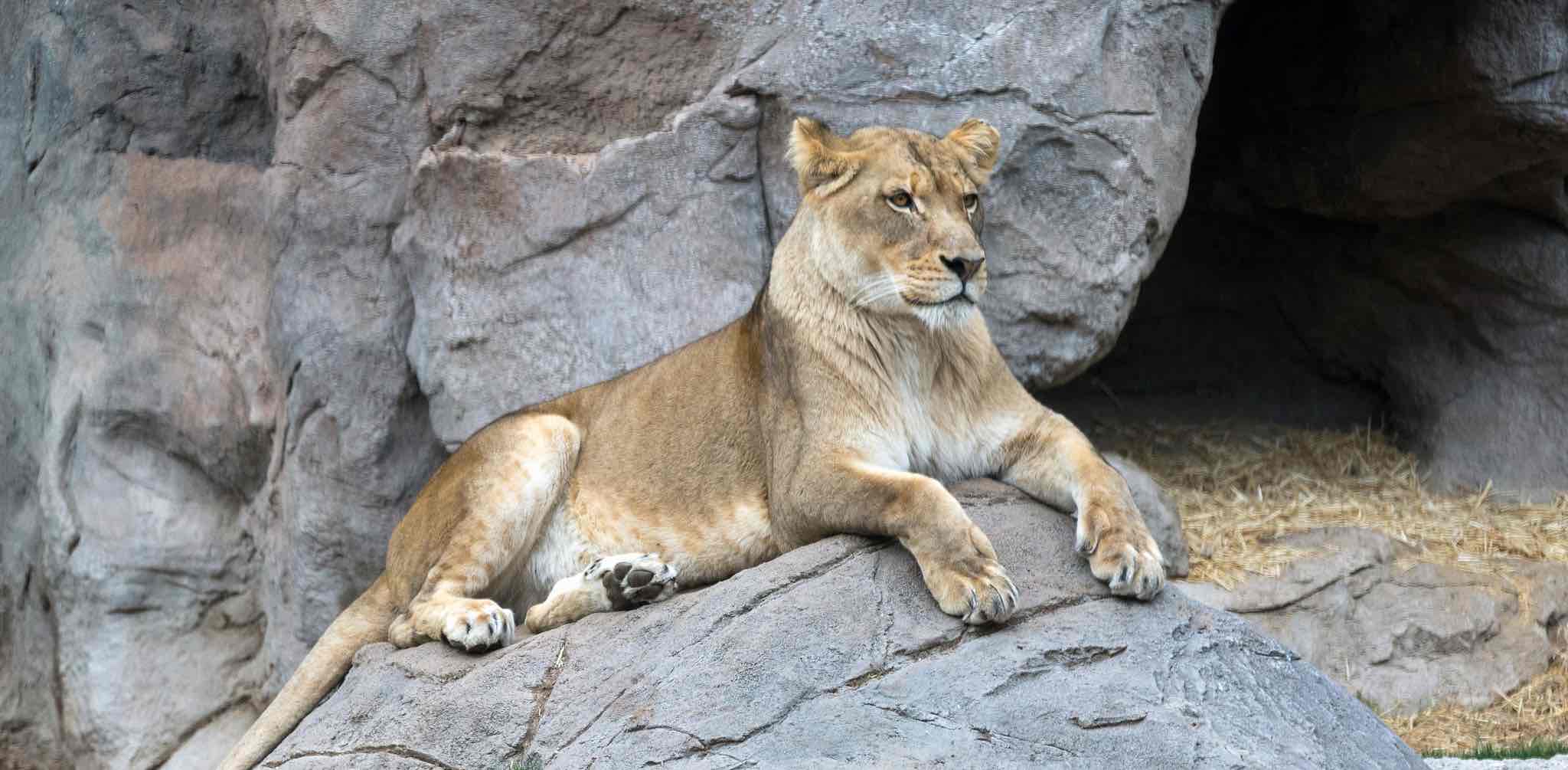 challenge background