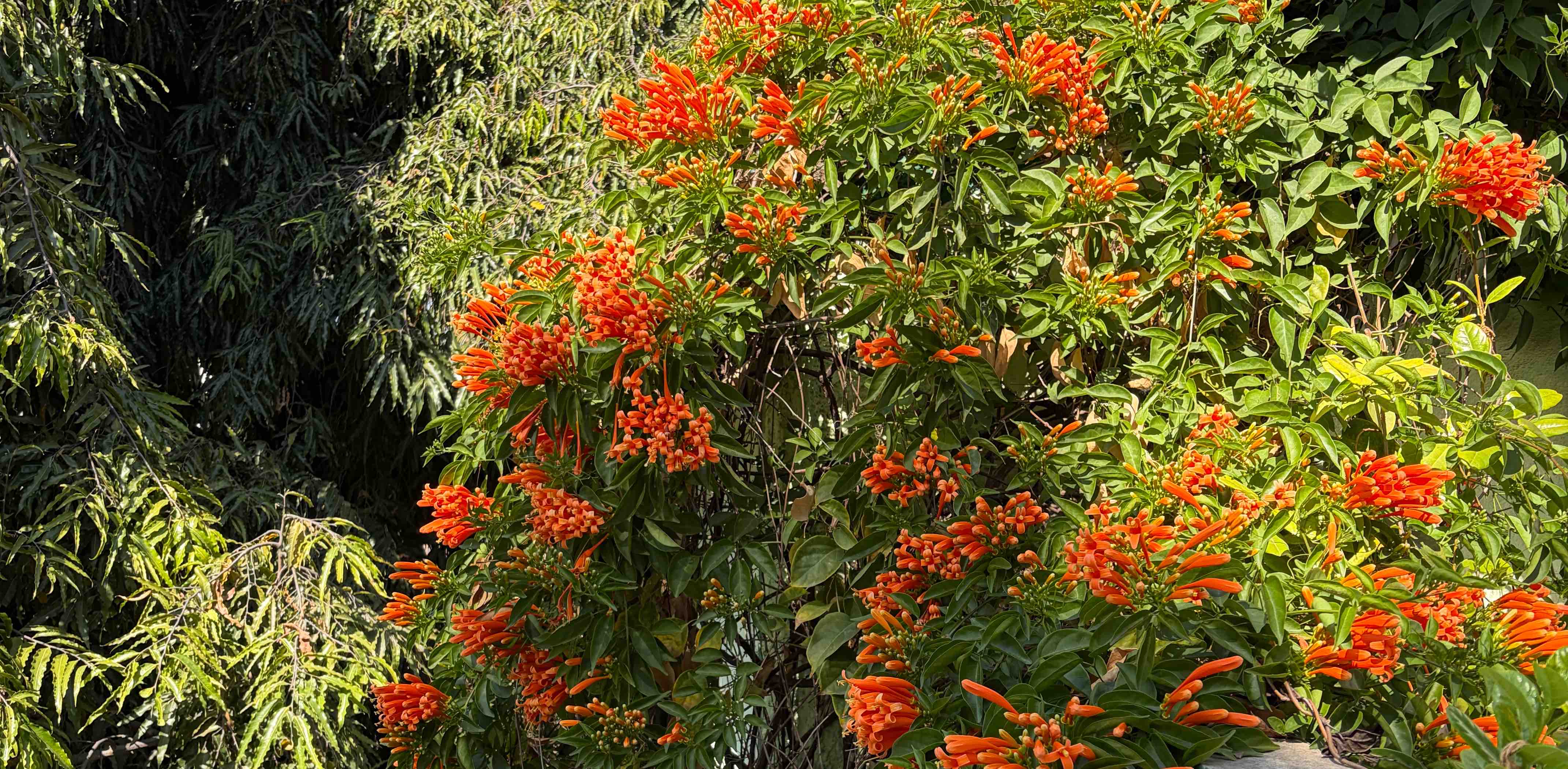 challenge background