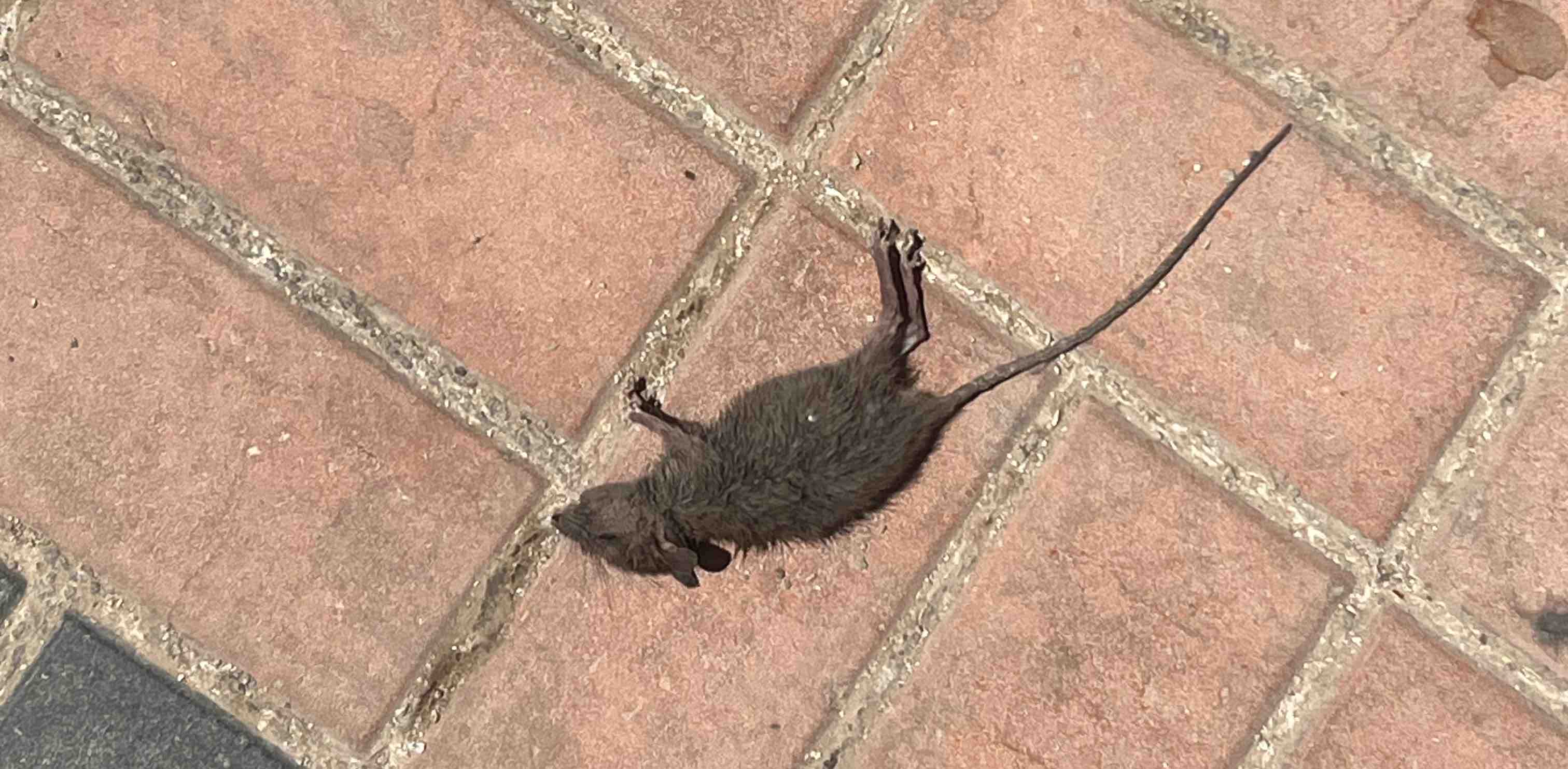 challenge background