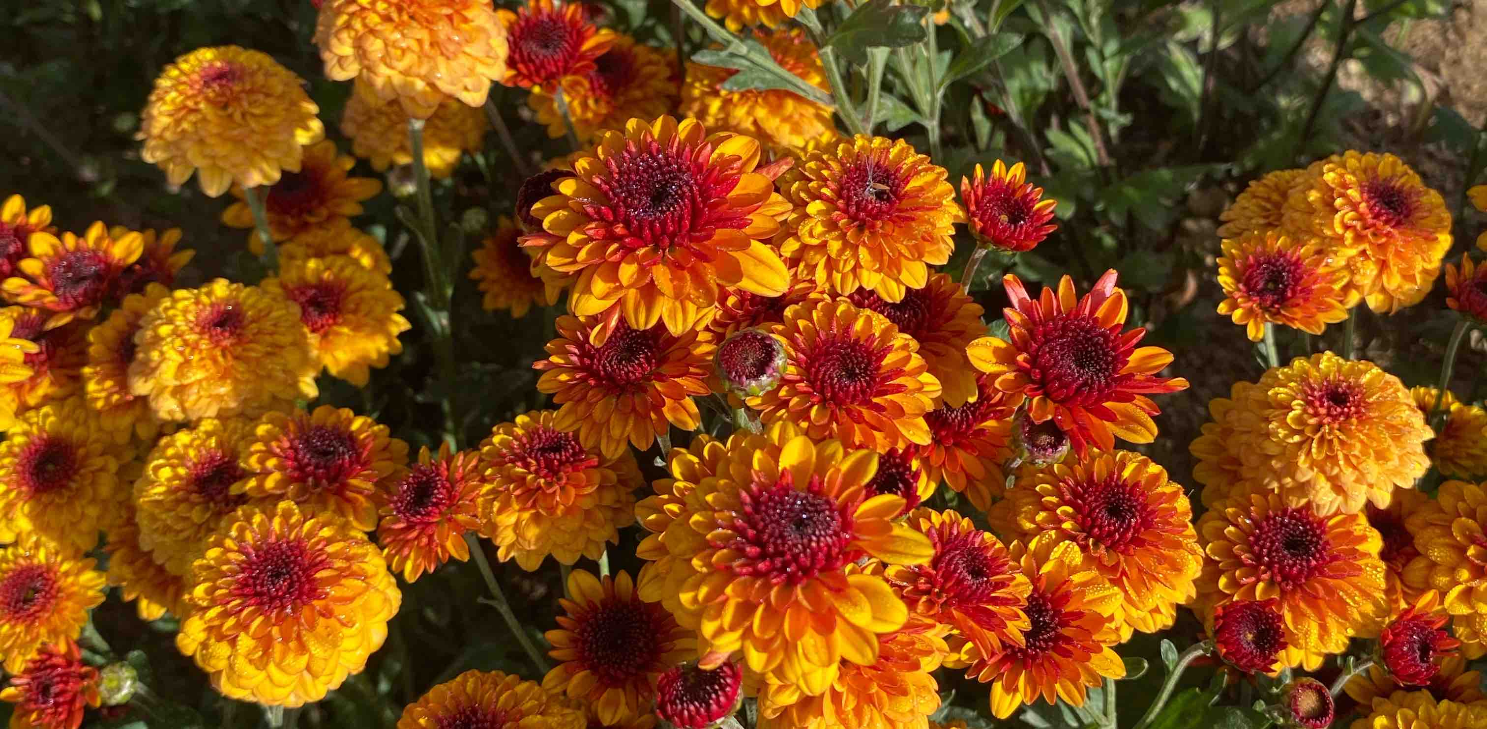 challenge background