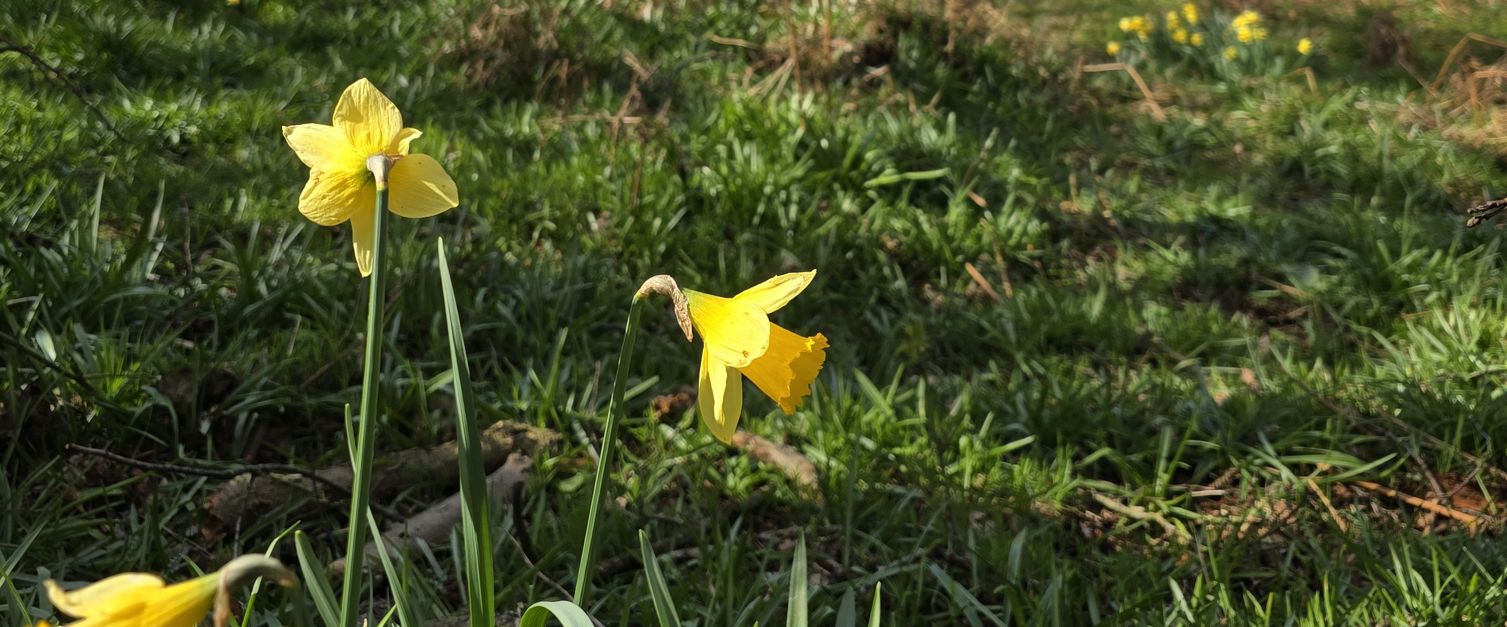 challenge background