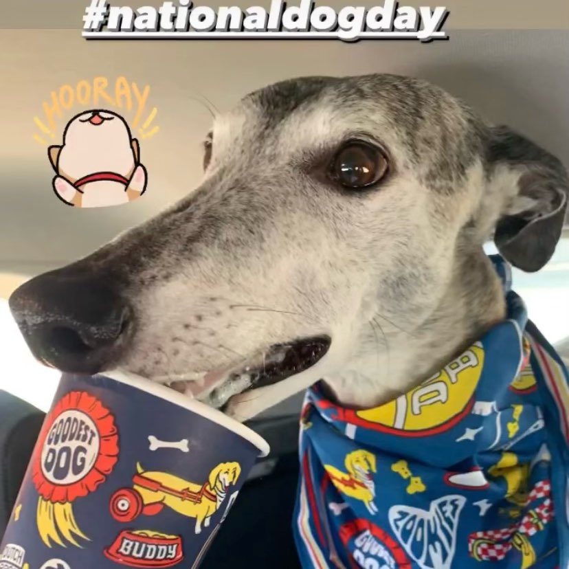 Greyhounds in action logo